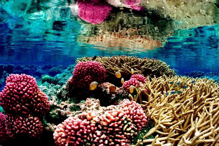 A colorful image of a coral reef underwater. Photo: Jim Maragos/U.S. Fish and Wildlife Service, CC-BY-2.0